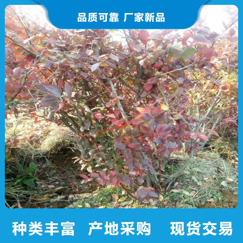 蓝莓苗西瓜苗多种场景适用
