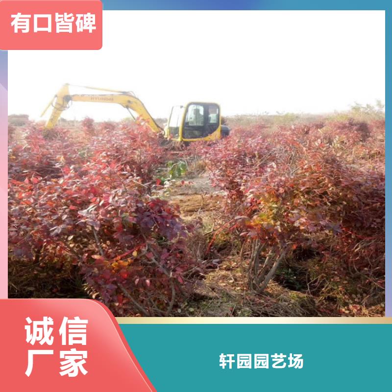 蓝莓苗【石榴苗】价格合理