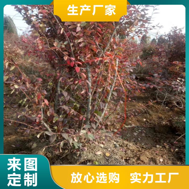 蓝莓苗桃树苗高品质现货销售