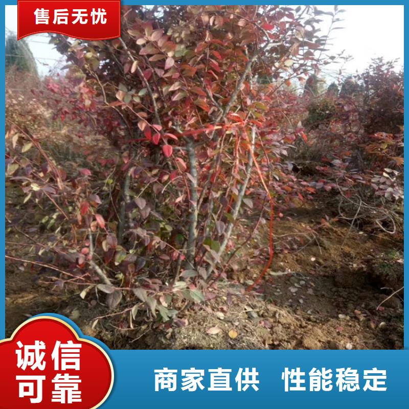 蓝莓苗,梨树苗品质有保障