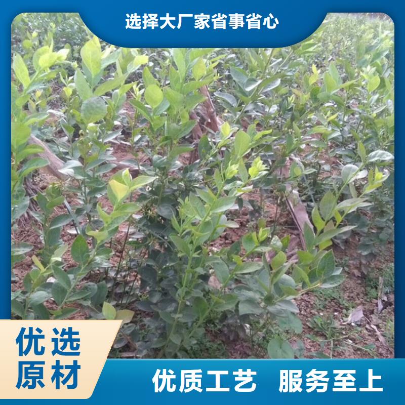 蓝莓苗樱桃苗多年实力厂家