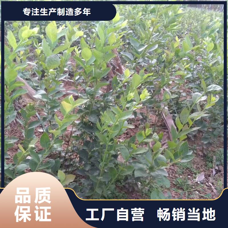蓝莓苗【樱桃苗】优质原料