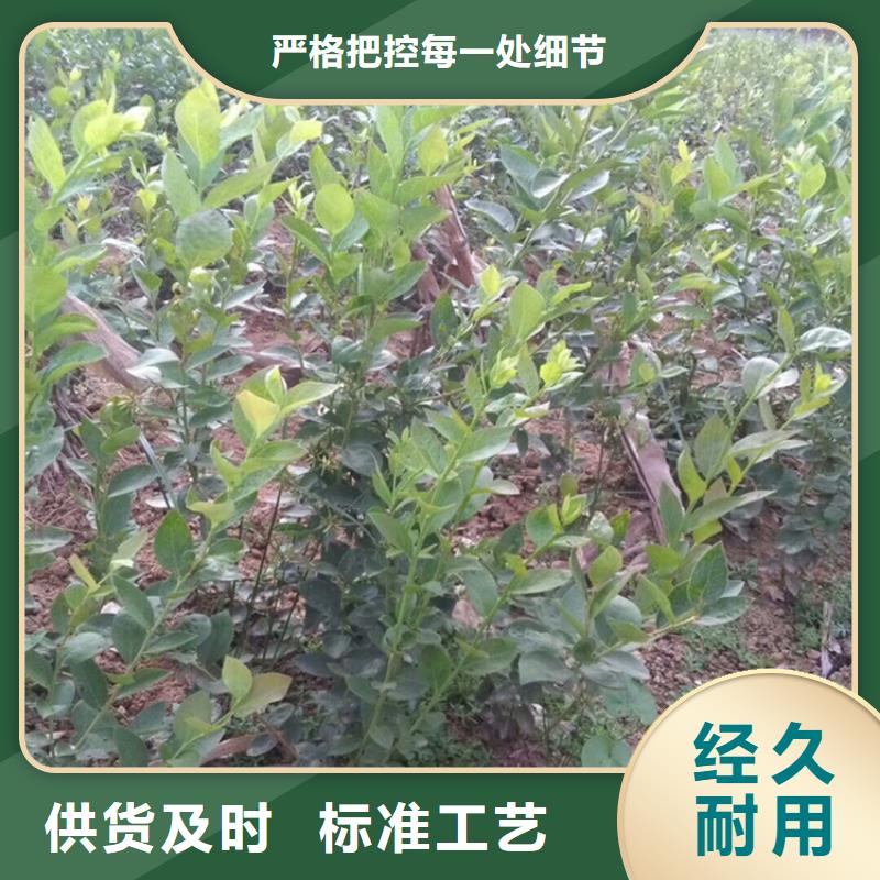 蓝莓苗西瓜苗多种场景适用