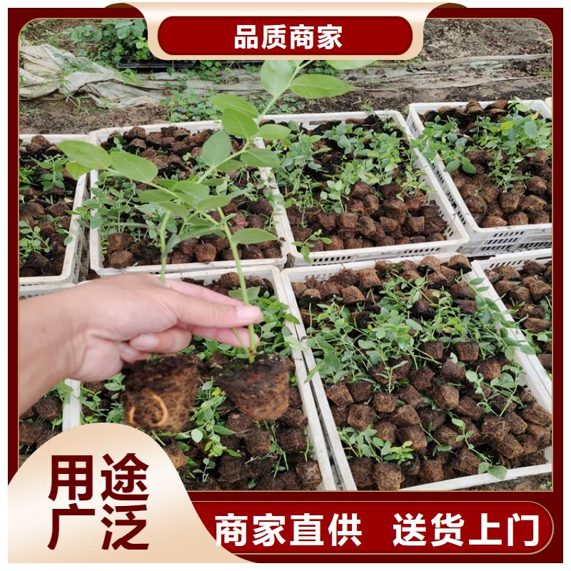 蓝莓苗葡萄苗专业完善售后