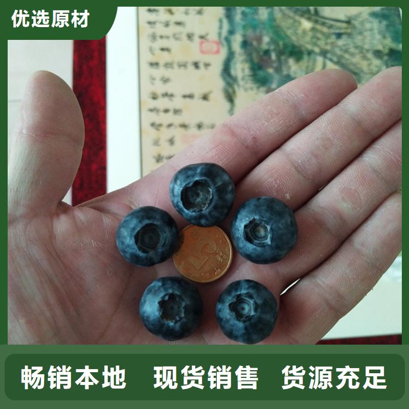 蓝莓苗-樱桃苗匠心工艺