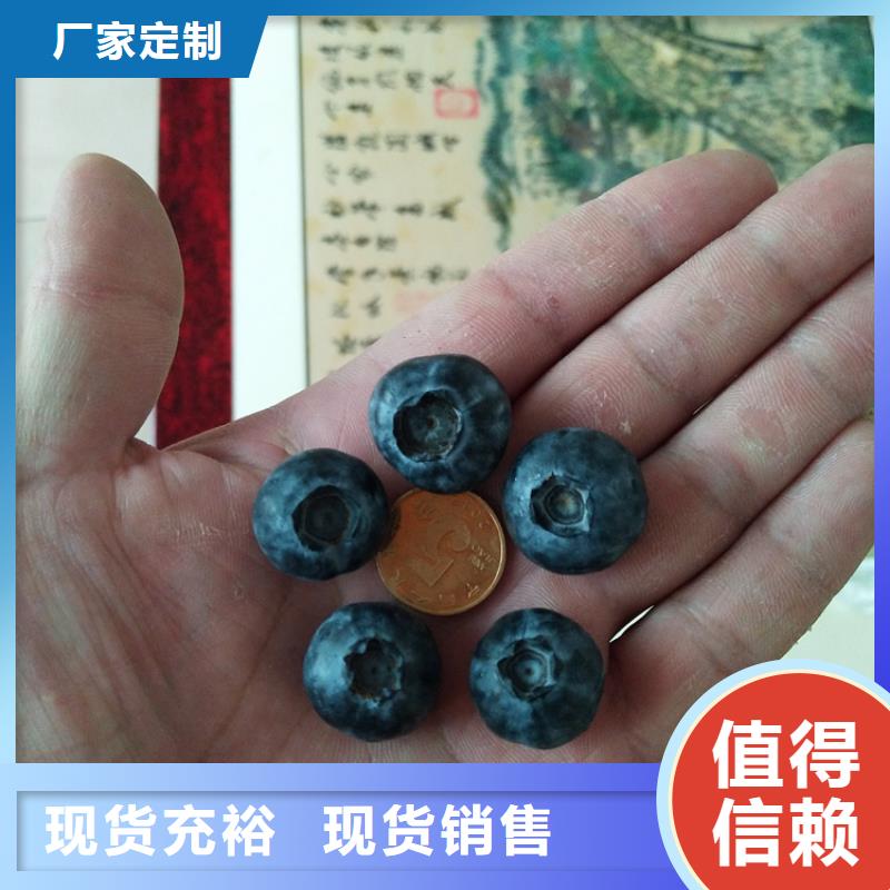 蓝莓苗_【苹果苗】欢迎来厂考察