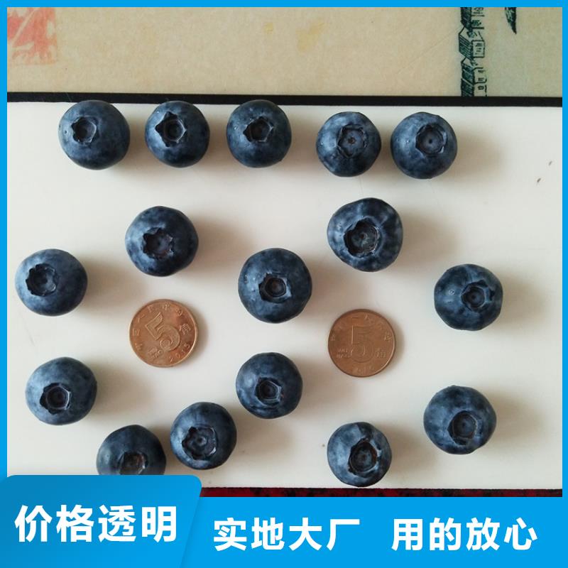 蓝莓苗西瓜番石榴苗研发生产销售