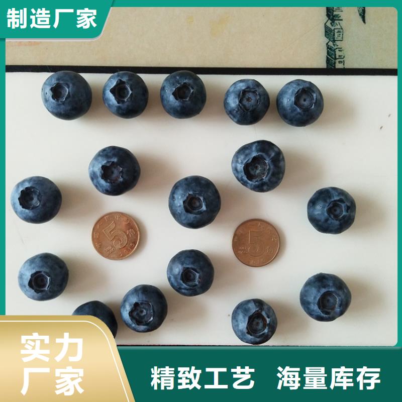 蓝莓苗板栗苗品质保障价格合理