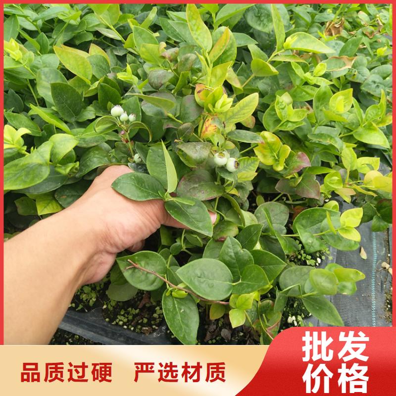 【蓝莓苗】梨树苗N年专注