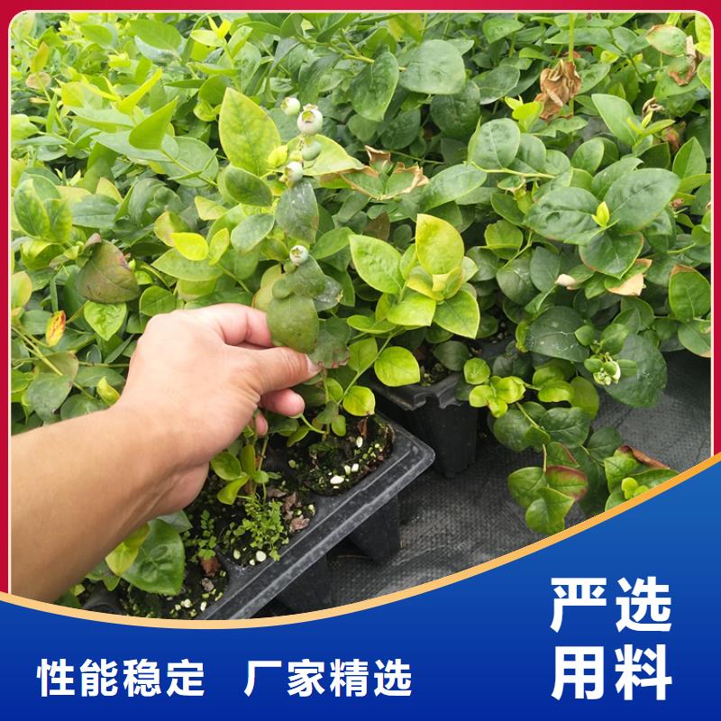 蓝莓苗_板栗苗对质量负责