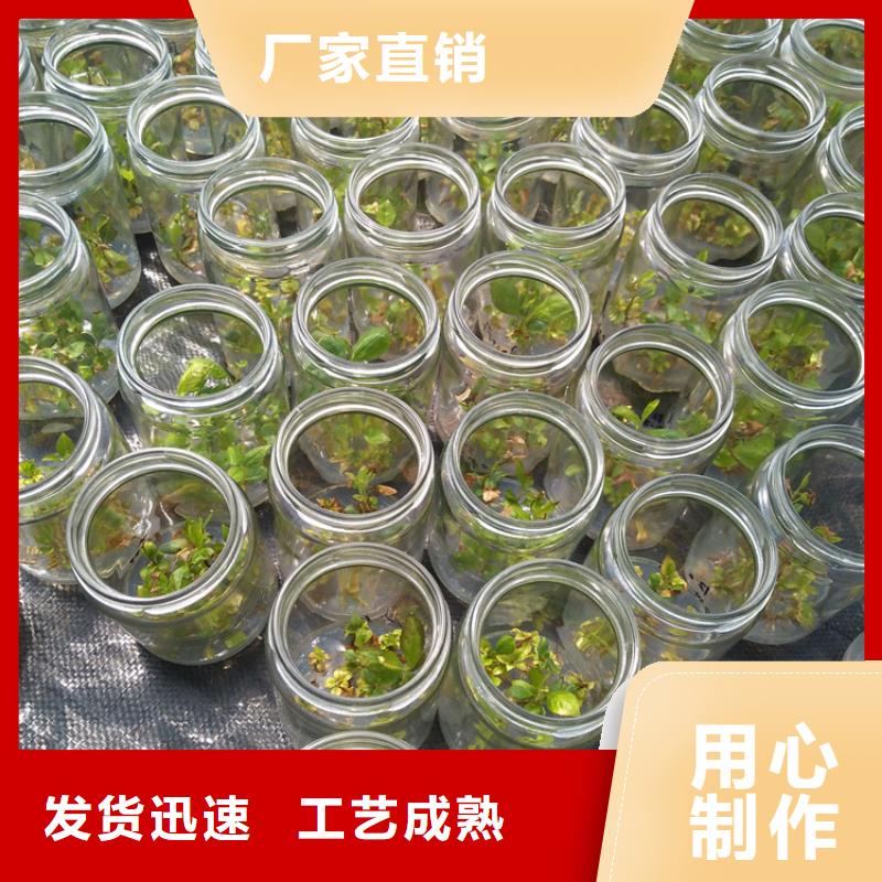 蓝莓苗,樱桃苗品质保障售后无忧