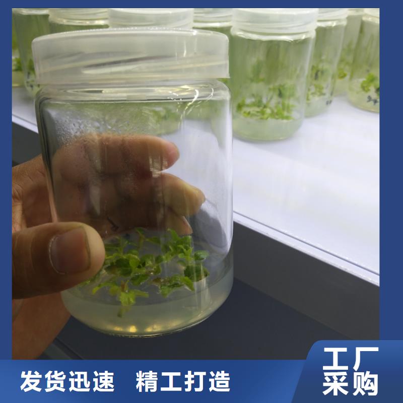 蓝莓苗梨树苗免费安装