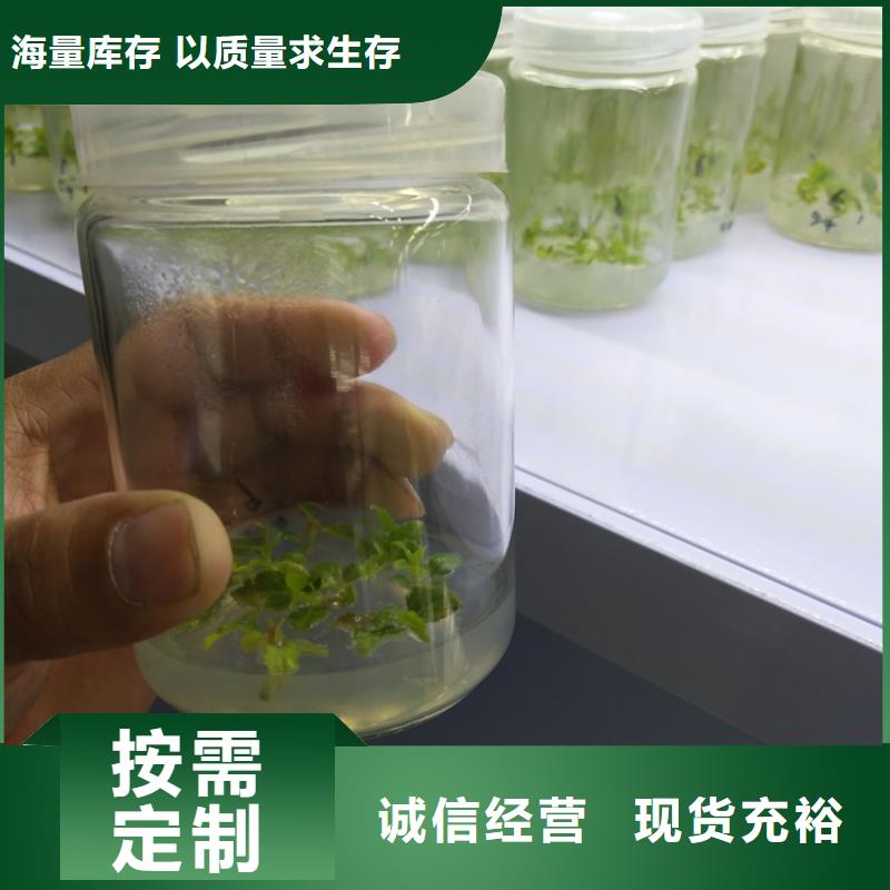 蓝莓苗板栗苗源头厂商