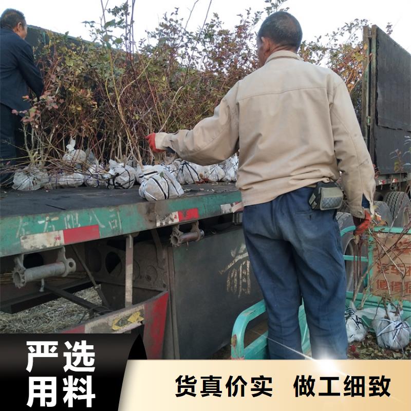 【蓝莓苗】,苹果苗精心选材