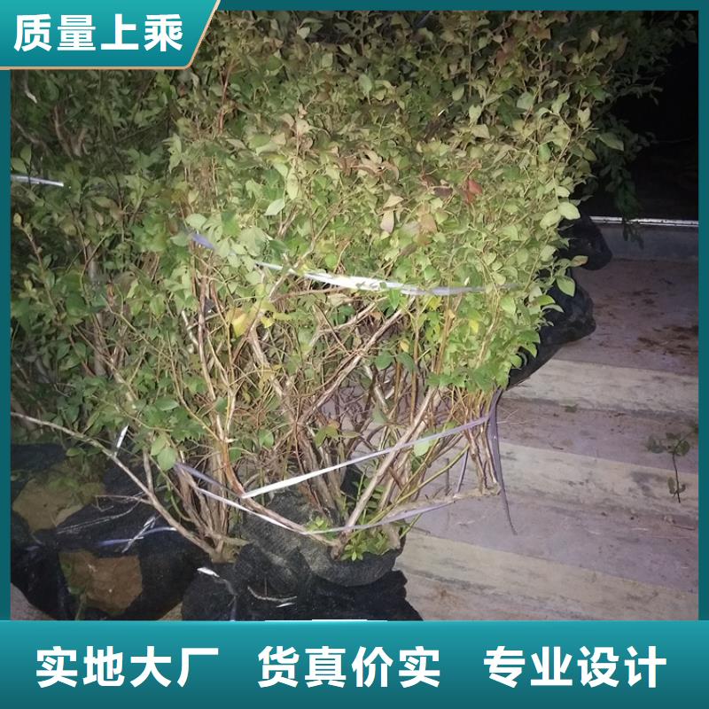 蓝莓苗苹果苗专业完善售后