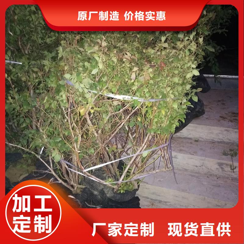 蓝莓苗,樱桃苗品质保障售后无忧