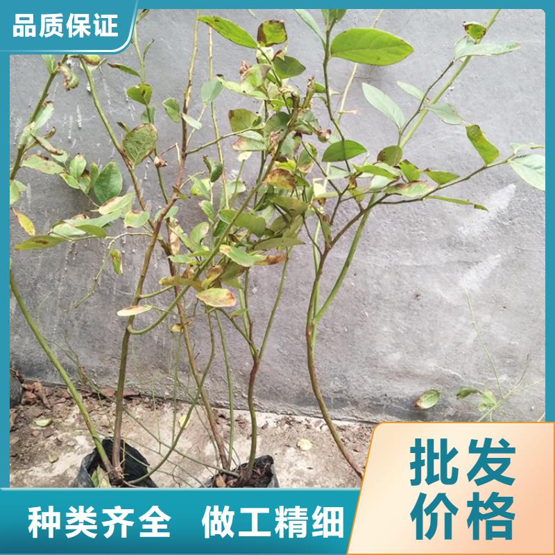 蓝莓苗板栗苗品质保障价格合理