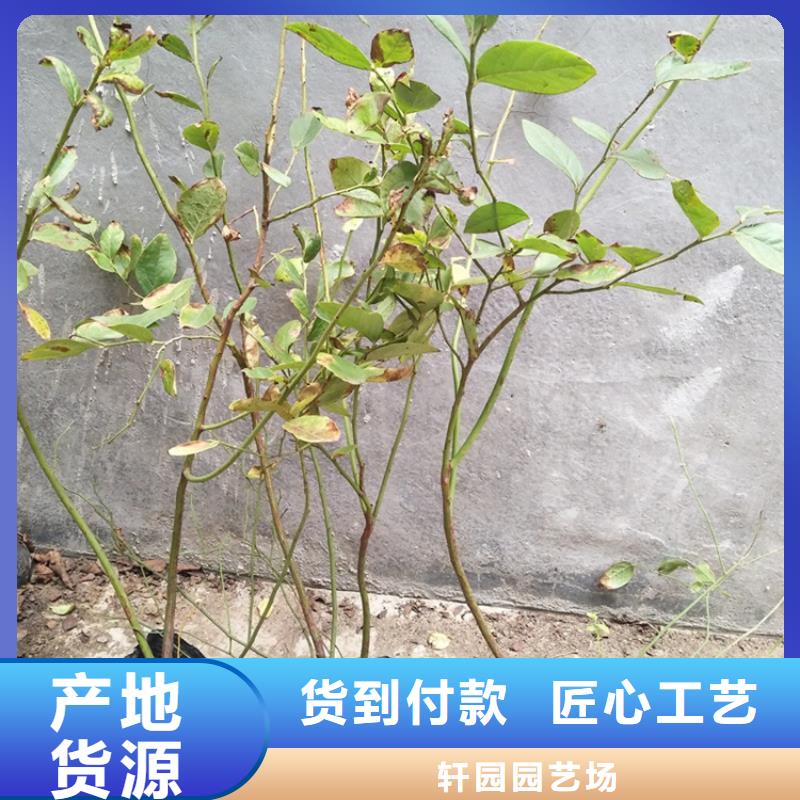 蓝莓苗,梨树苗品质有保障