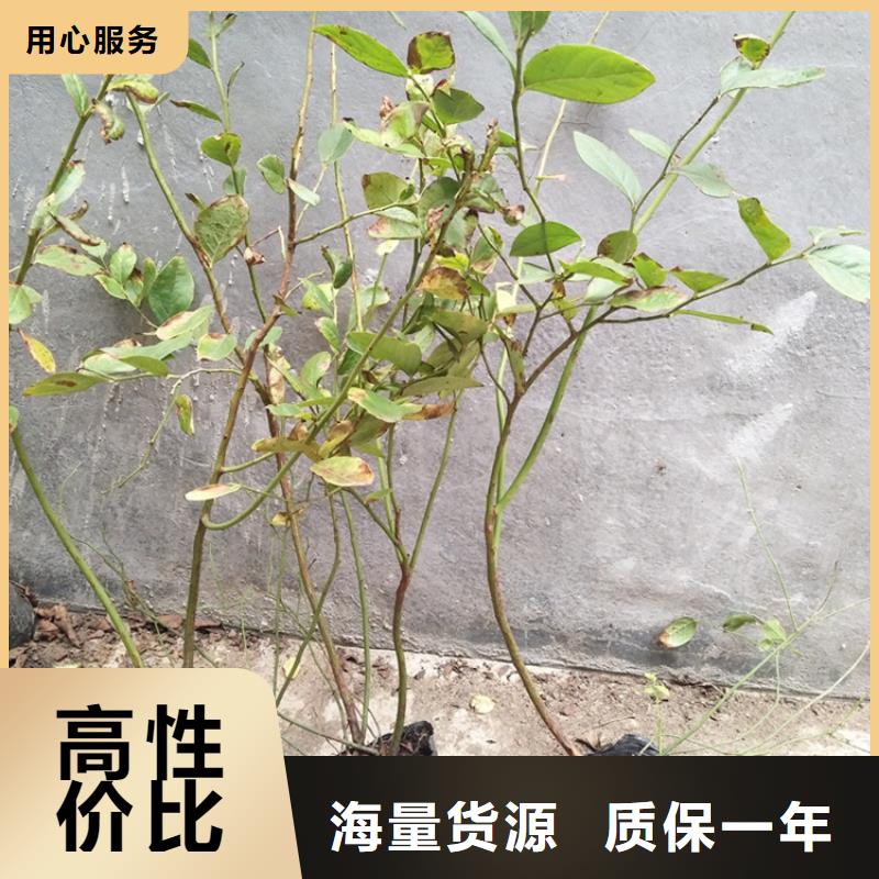 蓝莓苗【无花果苗】支持大小批量采购