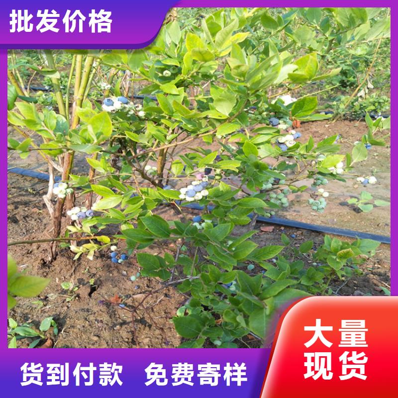 【蓝莓苗】,杏树苗产品细节