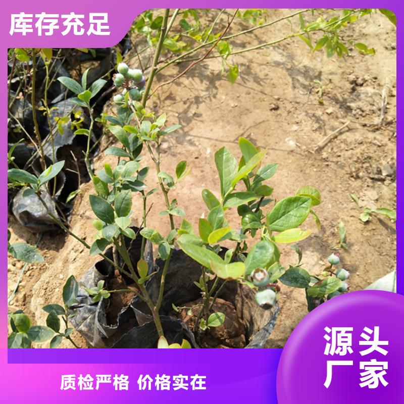蓝莓苗樱桃苗精工细致打造
