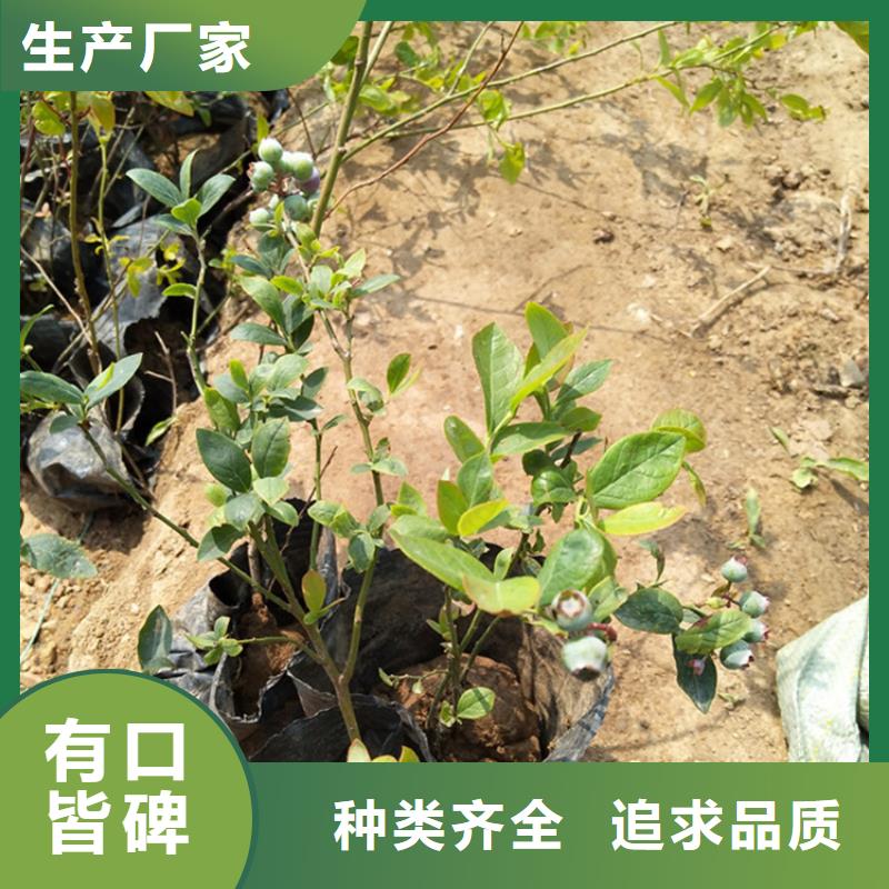 蓝莓苗桃树苗高品质现货销售