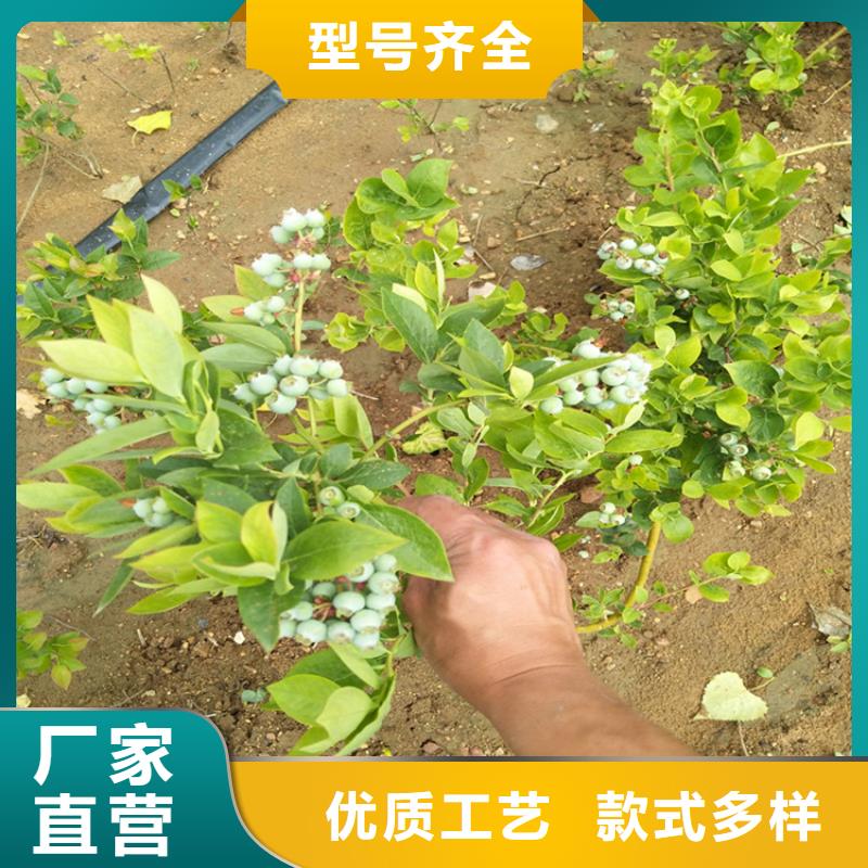 蓝莓苗西瓜番石榴苗研发生产销售