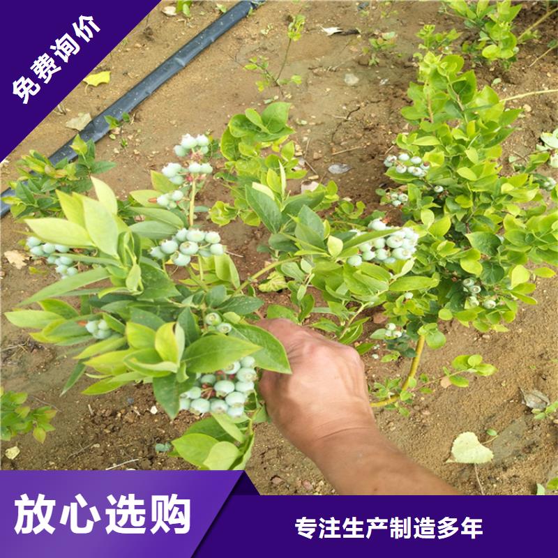 蓝莓苗厂家精选