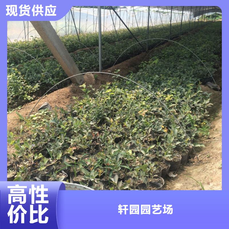 蓝莓苗桃树苗高品质现货销售