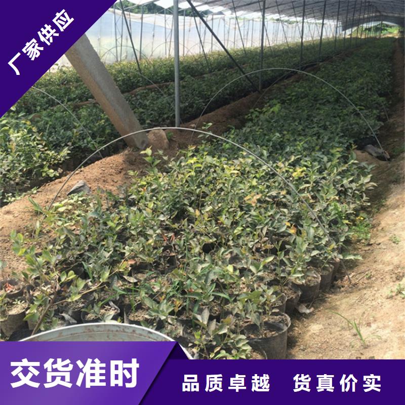 蓝莓苗,3公分软籽石榴苗联系厂家