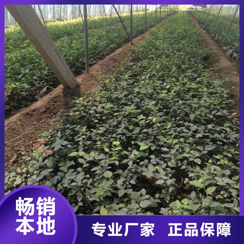 蓝莓苗樱桃苗精工细致打造