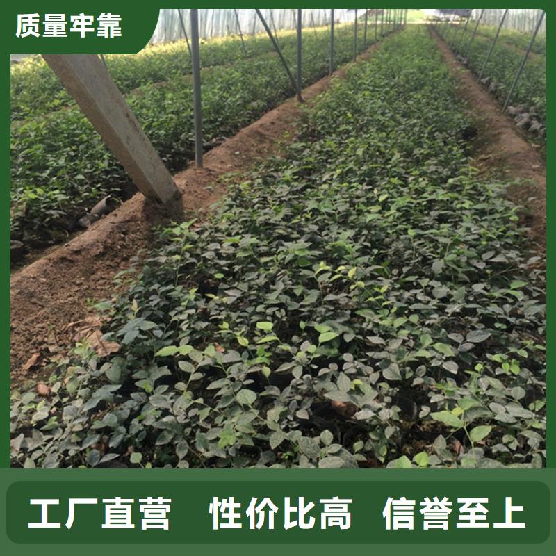 蓝莓苗苹果苗专注细节使用放心