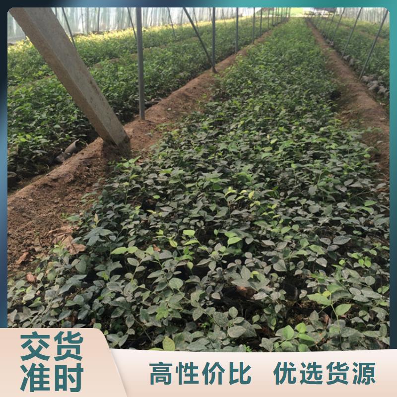 蓝莓苗桃树苗满足多种行业需求