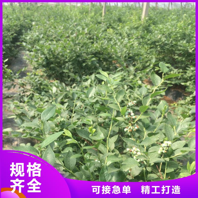 蓝莓苗,苹果苗诚信可靠