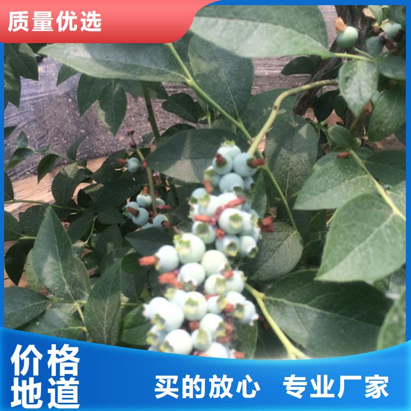 蓝莓苗,3公分软籽石榴苗联系厂家