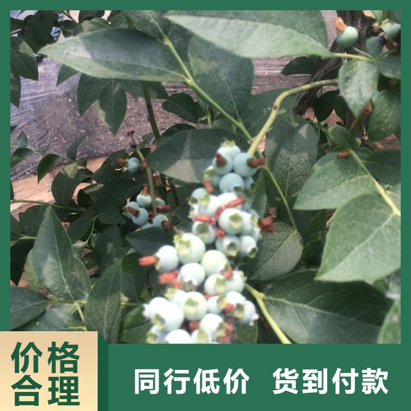 【蓝莓苗石榴树苗N年生产经验】