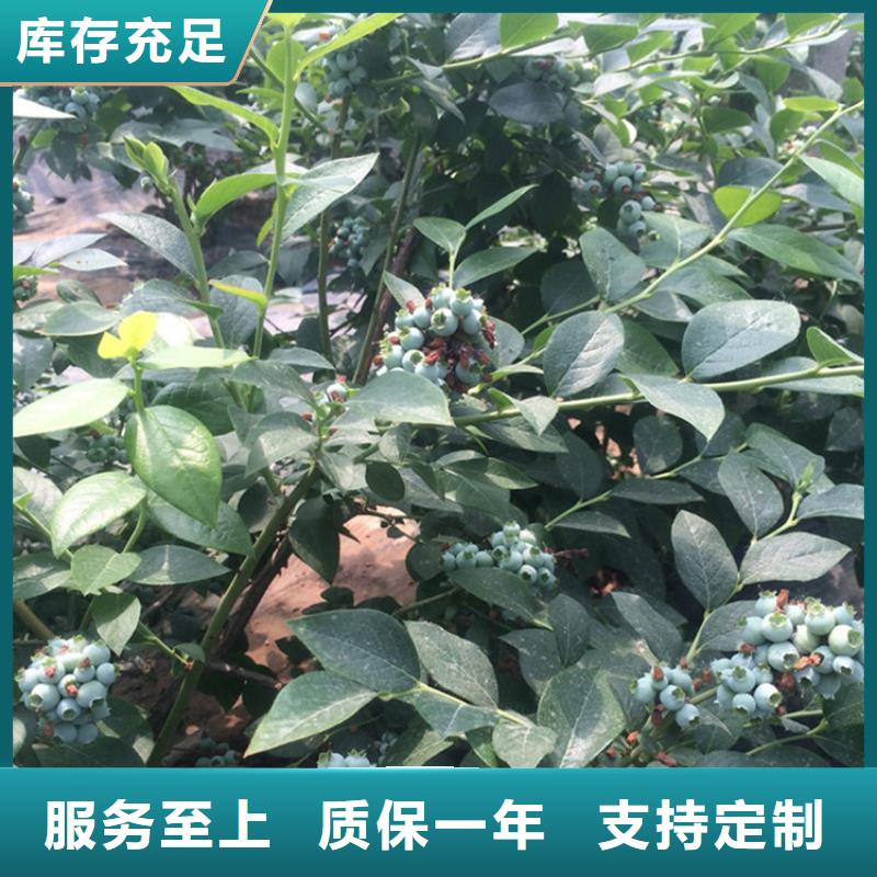 蓝莓苗【樱桃苗】优质原料