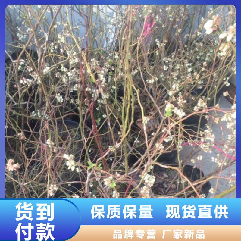 蓝莓苗梨树苗免费安装