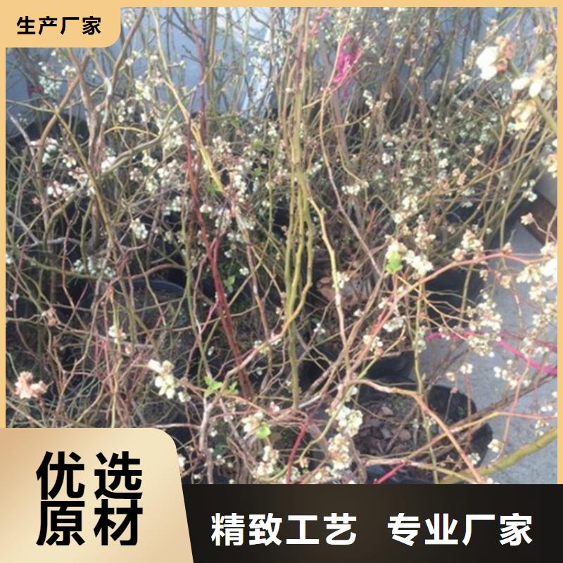 蓝莓苗厂家精选