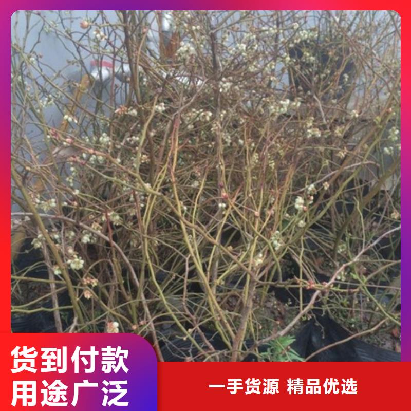蓝莓苗苹果苗品质保证实力见证