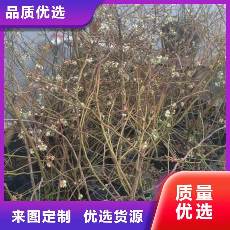 【蓝莓苗石榴树苗N年生产经验】