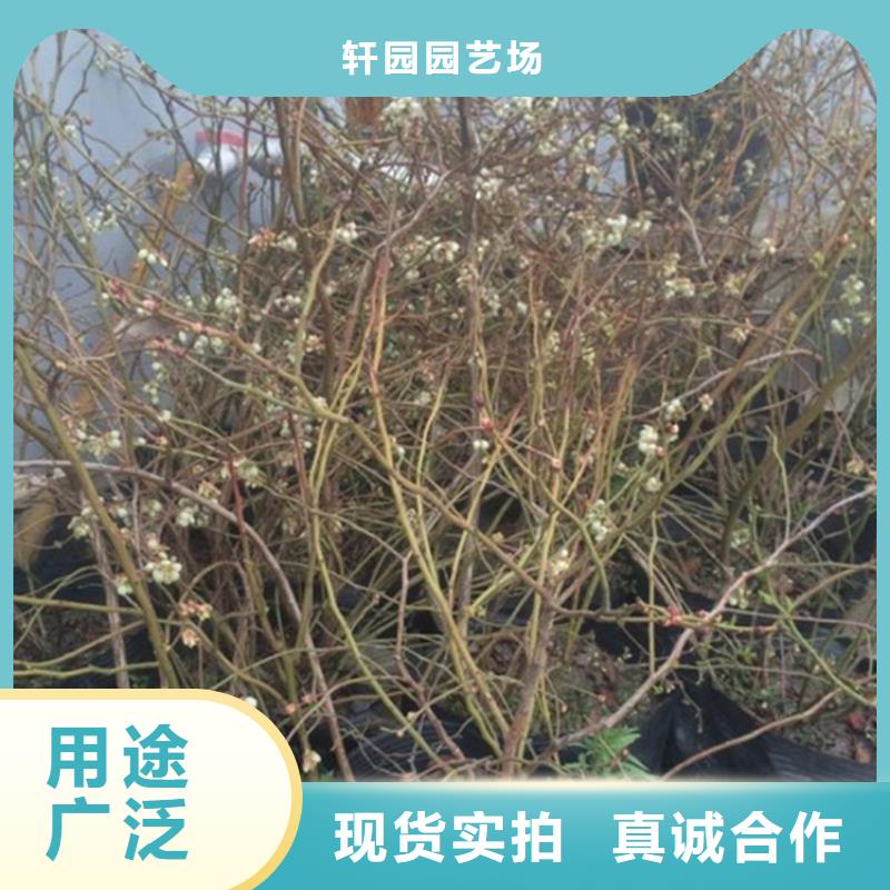 蓝莓苗自产自销