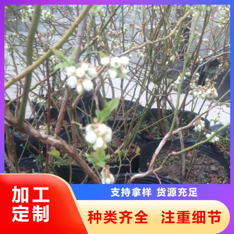 蓝莓苗_【苹果苗】专注生产制造多年