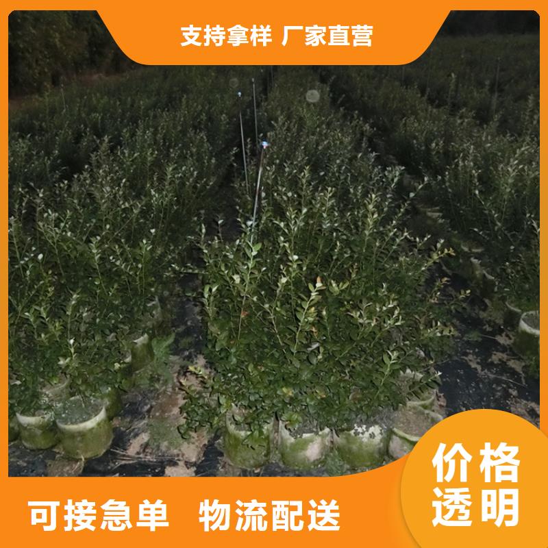 蓝莓苗-樱桃苗买的放心安兴用的舒心