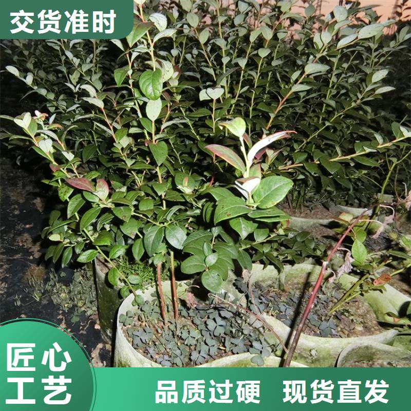 【蓝莓苗】,杏树苗产品细节