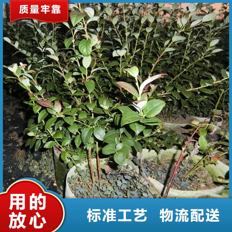 蓝莓苗樱桃苗精工细致打造