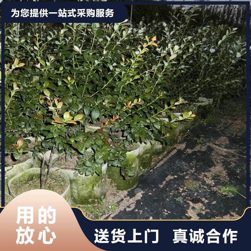 【蓝莓苗】梨树苗N年专注