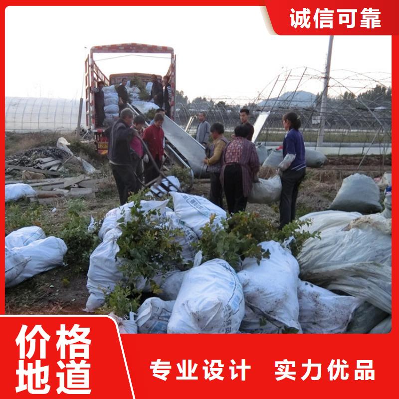 蓝莓苗苹果苗品质优良