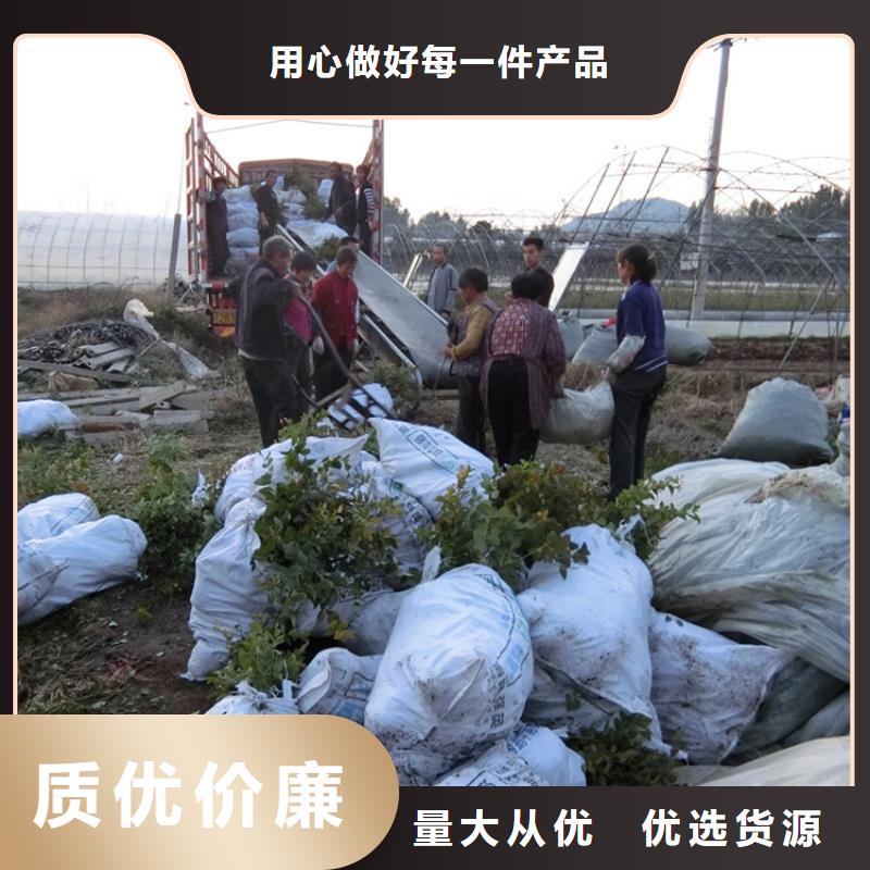 蓝莓苗板栗苗品质保障价格合理