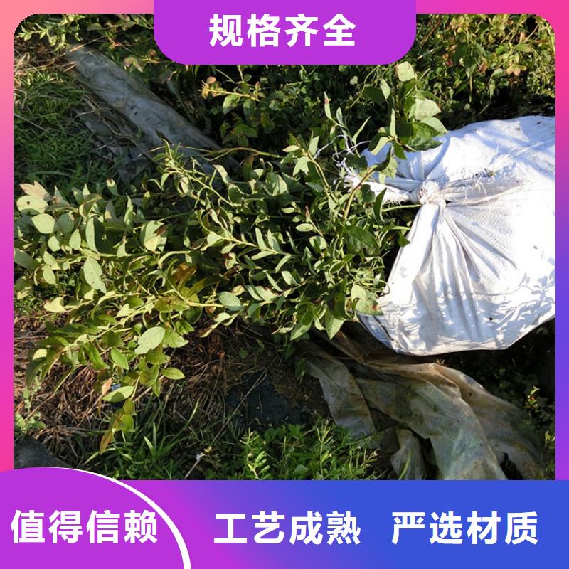 蓝莓苗桃树苗高品质现货销售
